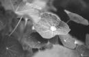 water drop