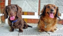 dachunds