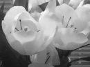 b&w flowers