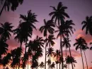 Beautiful palms