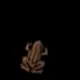 froggies