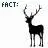 random fact