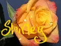 Shirley