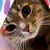 kitty