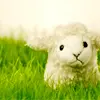lamb
