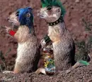 Animals can be rebles too