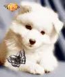 puppy