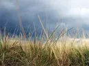 Grass