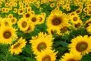 sun flowers