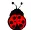 lady bug