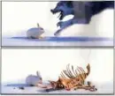Evil Rabbit!!!!!