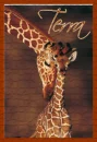 Terra Giraffe graphic