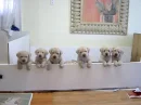 Puppies In A Tub