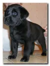 Little Black Lab
