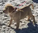 Yellow Labrador Retriever