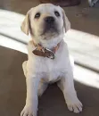 What Are You Looking At Dog