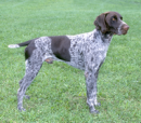 GERMAN SHORTHARIED POINTERS ROCK!!!