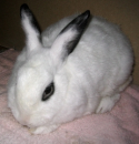 Bunny