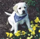 Bandana Pup