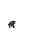 wolf rodeo