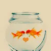 fish love