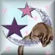 Sugar Glider