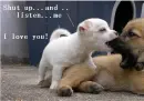 Shut up