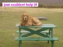dogs