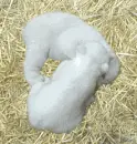 Polar Bear Cubs