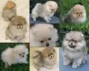 A College Of Poms