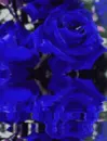 Blues Lake Roses