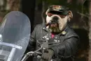 Dog on Motorcycle
