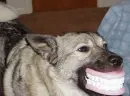 Doggy Dentures(found on funnyjunk.com)