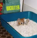 Quick Litter(found on funnyjunk.com)