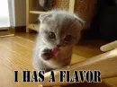 Funny Cat(found on funnyjunk.com)