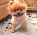 I A Pirate(found on funnyjunk.com)