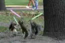 Jedi Squrriuels(found on funnyjunk.com)