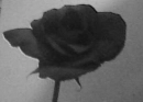 black rose