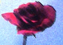 red rose