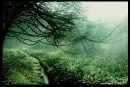 Green Space