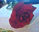 rose