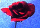 red rose