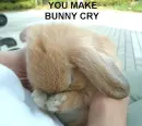 You Make Bunny Cry(found on funnyjunk.com)