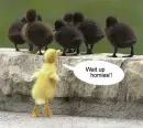 Wait Up Homies(found on funnyjunk.com)
