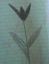 emo flower 5