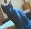 black cat 