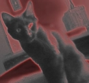 black cat