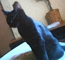 black cat