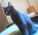 black kitty