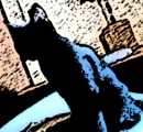 black kitty